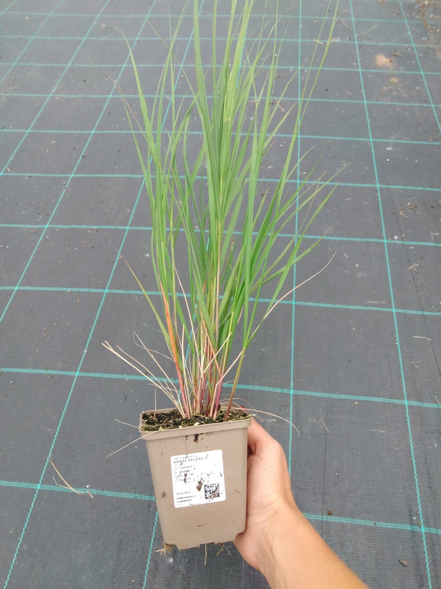 Kavyl Allgäu - 10. 9. 2025