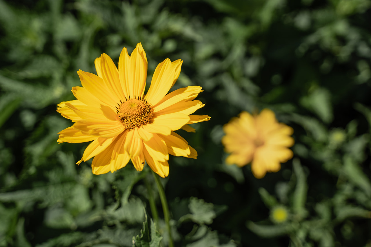 Napszemvirág Venus, Loukykvět