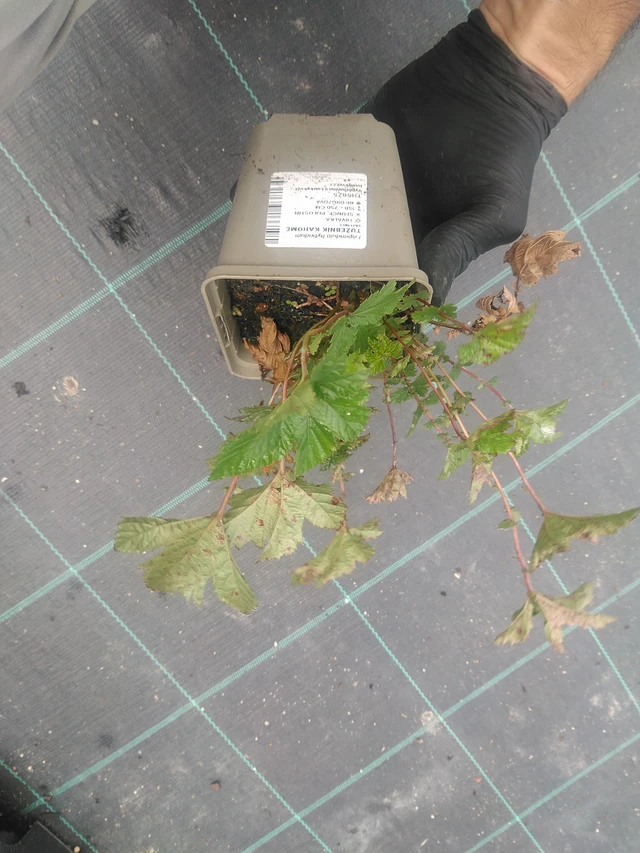 Angervo Kahome - 10. 9. 2025