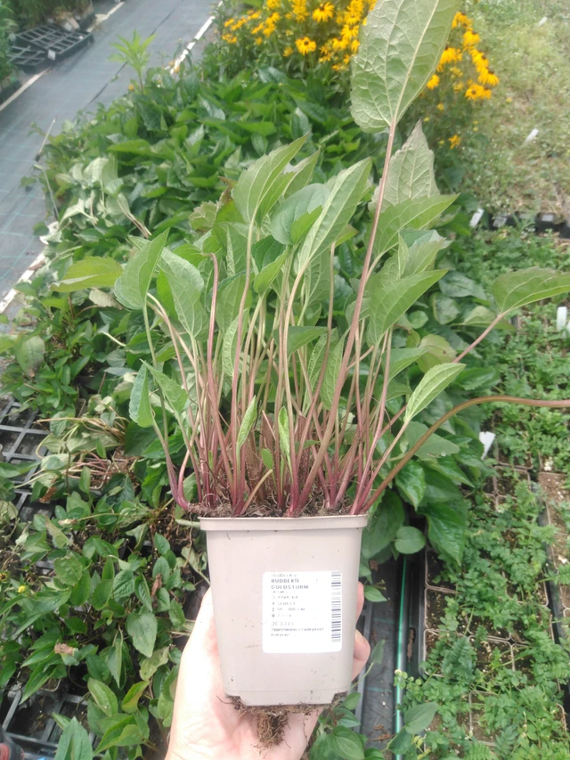 Rudbeckia Goldsturm - 2024