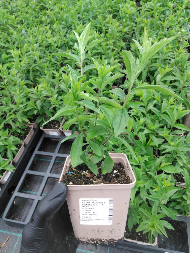 Aster japonská Charlotte - 2024