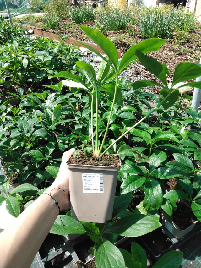 Eléboro Pretty Ellen Green Spotted - 2024