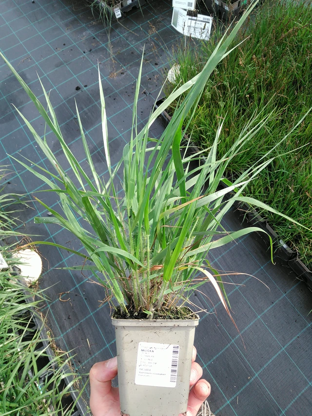 Milička - 28. 7. 2025