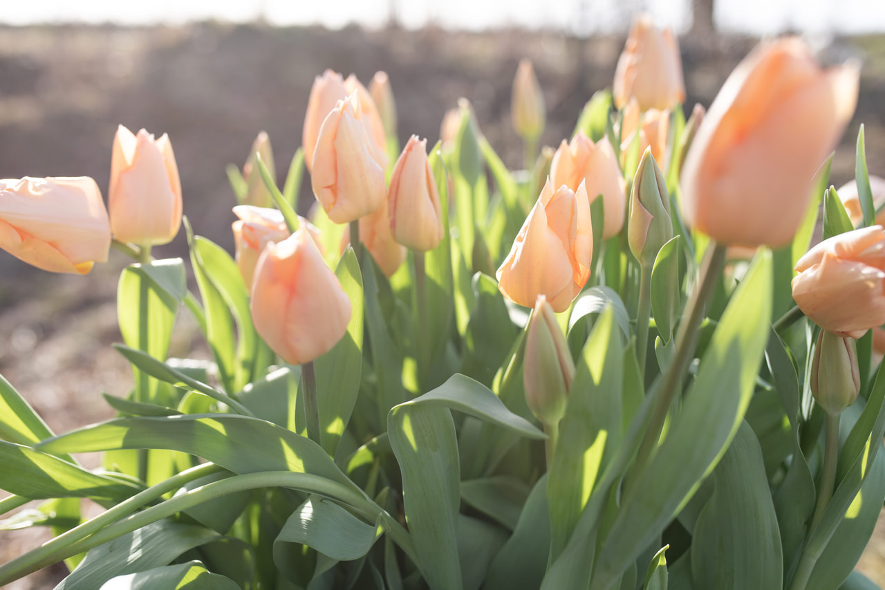 Tulipán Apricot Beauty, Loukykvět