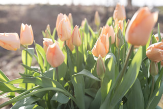 Tulipán Apricot Beauty, Loukykvět