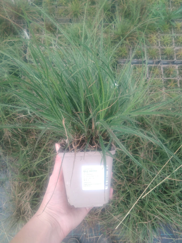 Witte veldbies - 2024