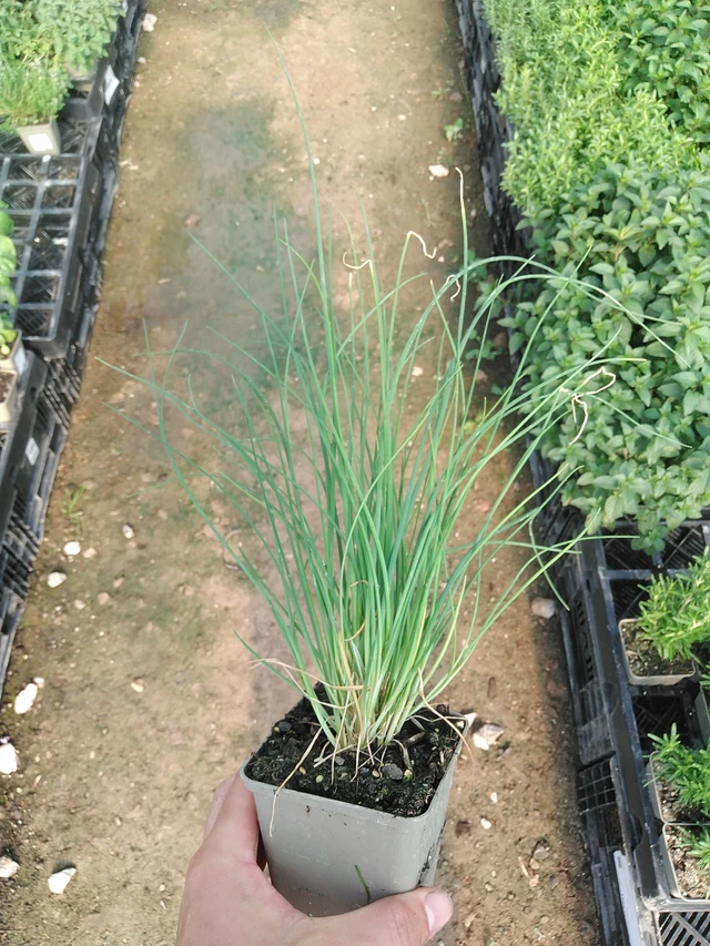 Cebollino costero - 1. 7. 2025