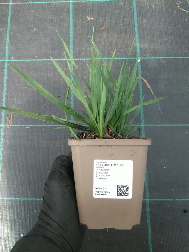 Třeslice Limouzi - 10. 7. 2025