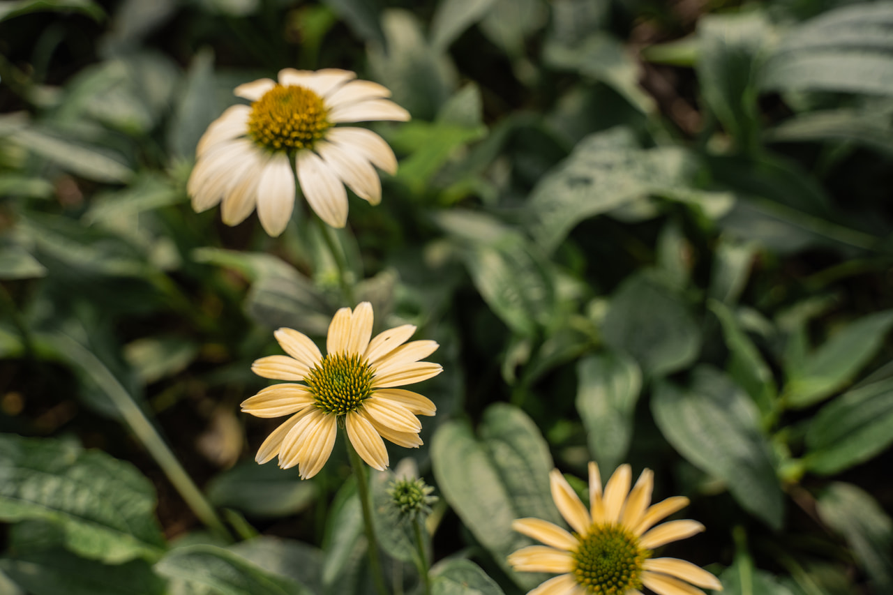 Echinacea Mellow Yellows, Loukykvět