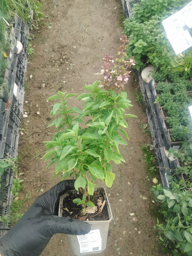 Basil Coldasil - 10. 9. 2025