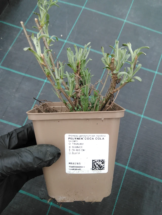 Üröm Coca Cola - 1. 4. 2026