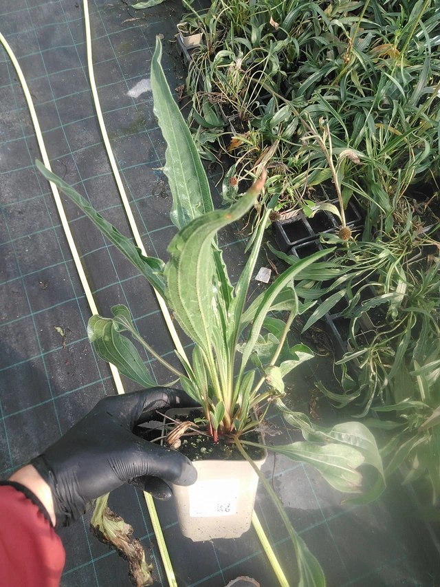 Echinacea pallida Hula Dancer - 13. 10. 2025