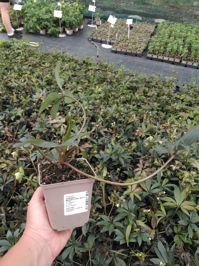 Hellebore Magnificent Bells - 2024