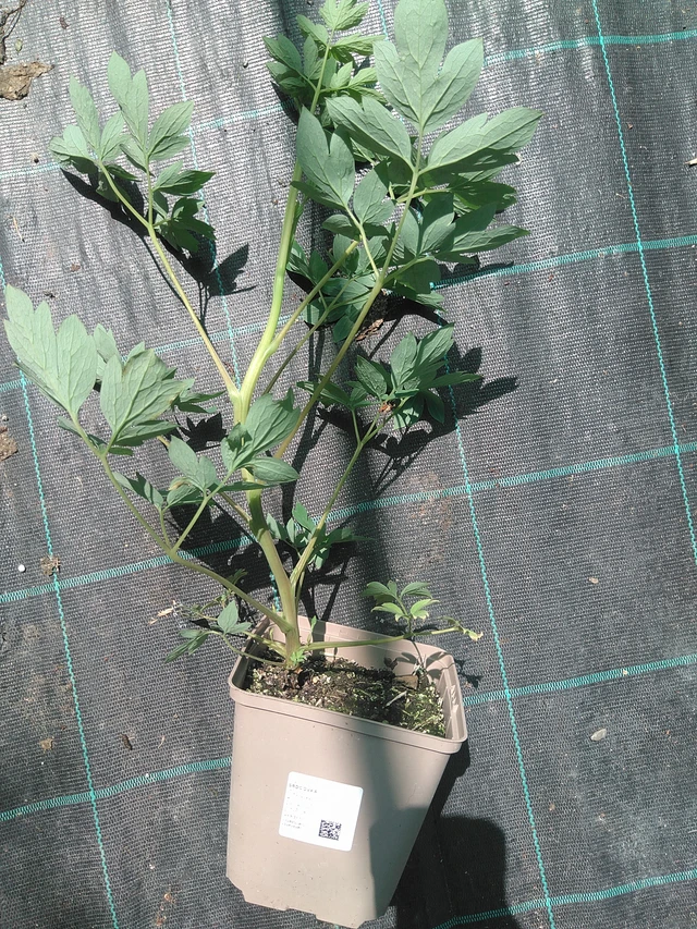 Pikkusydän - 24. 6. 2025