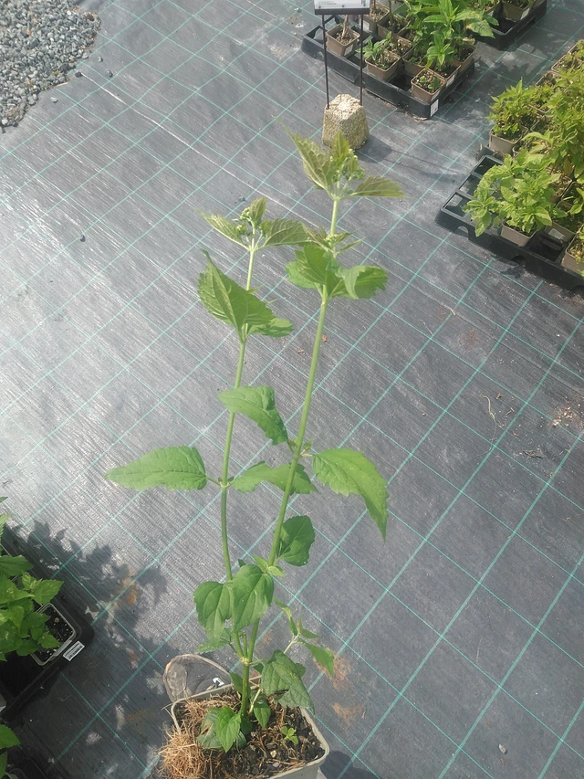 Sadec Braunlaub - 10. 9. 2025