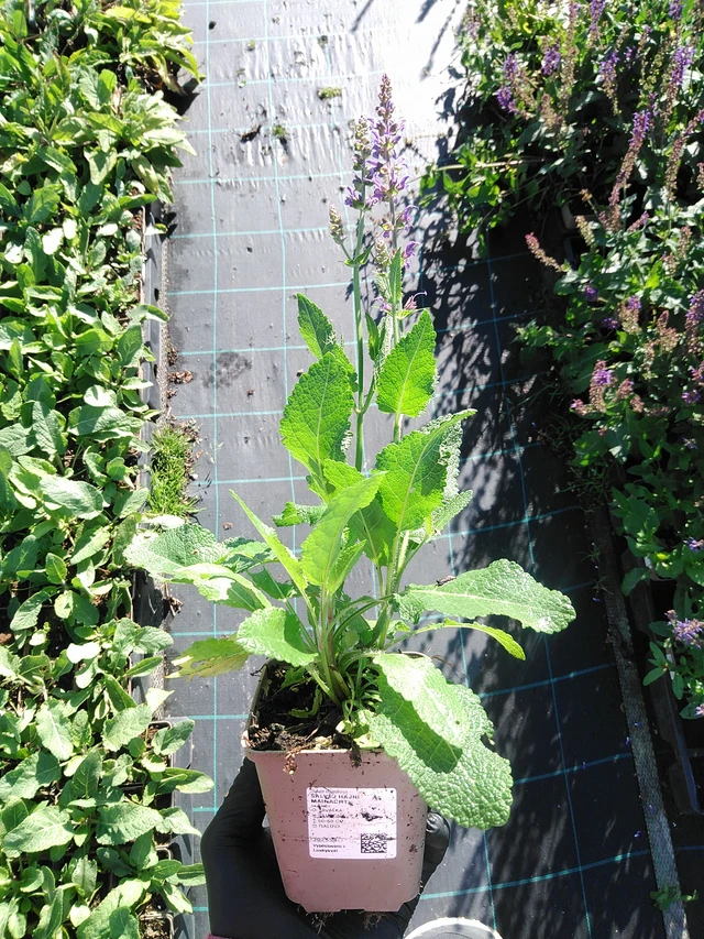 Šalvěj hajní Mainacht - 19. 8. 2025