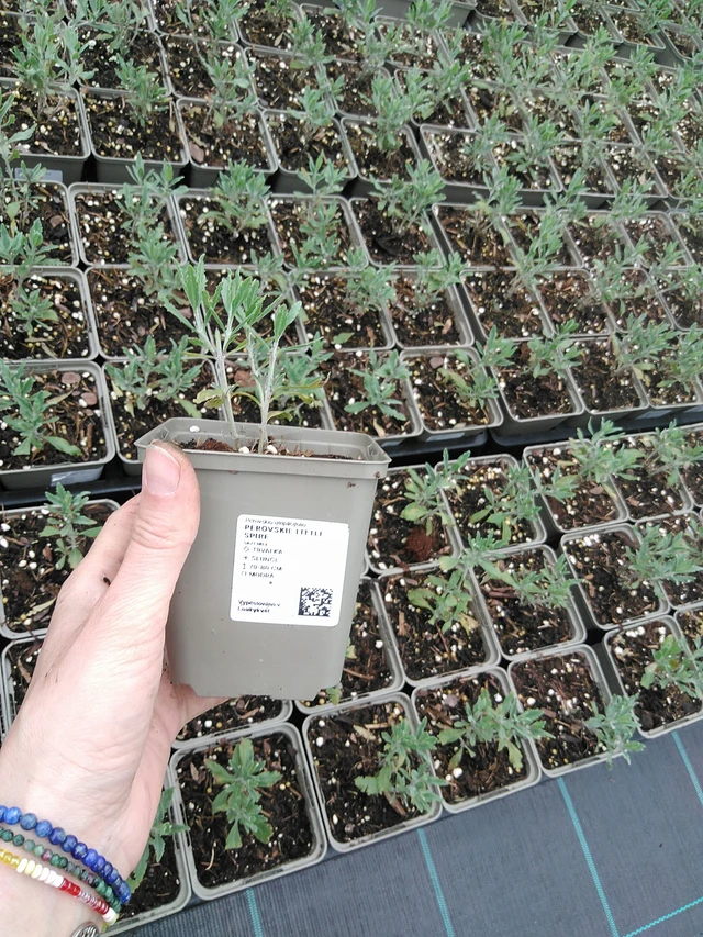 Perovskie Little Spire - 9. 6. 2025