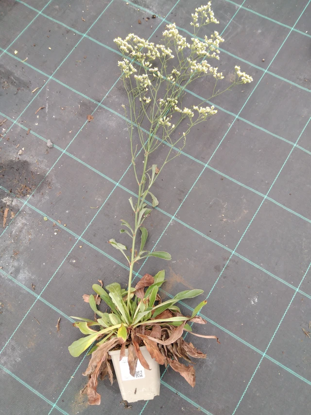 Statice Bright Diamond - 10. 9. 2025