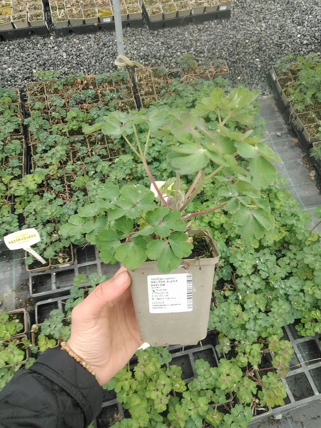 Orlíček Black Barlow - 20. 4. 2026