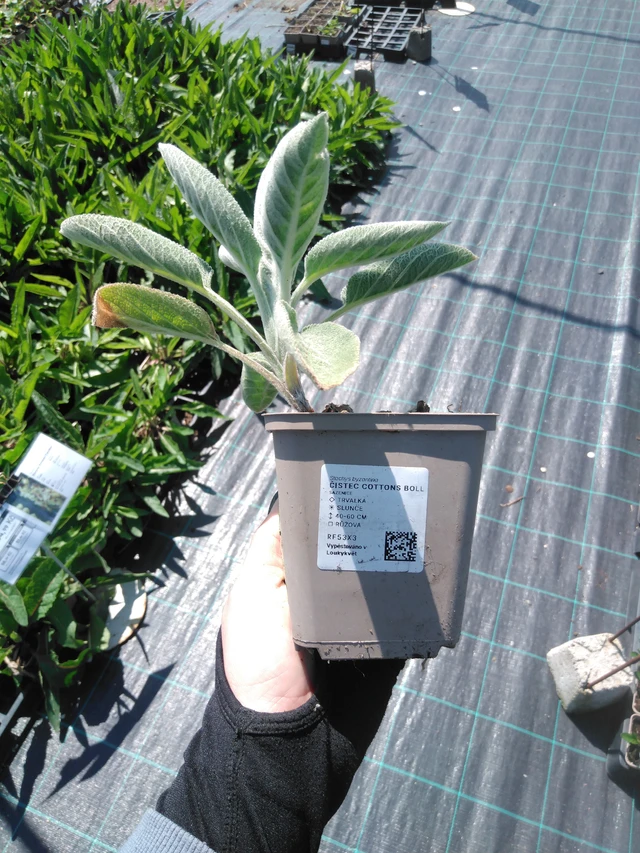 Pähkämö Cottons Boll - 13. 5. 2025