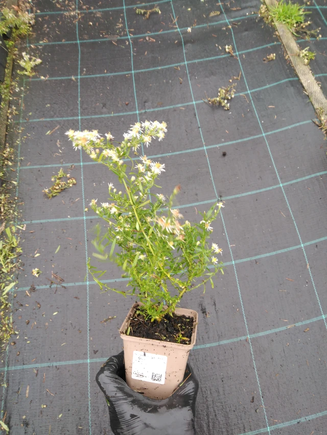 Asteri Golden Spray - 23. 10. 2025