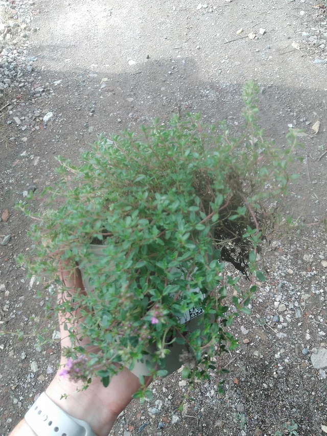 Mateřídouška Coccineus - 17. 7. 2025