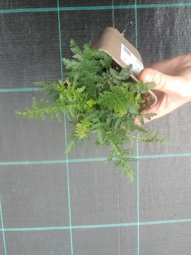 Meadowsweet Plena - 17. 7. 2025