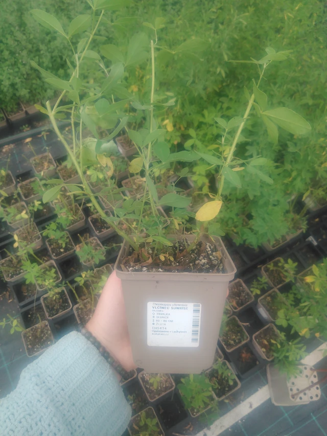 Lupine Sunrise - 2024