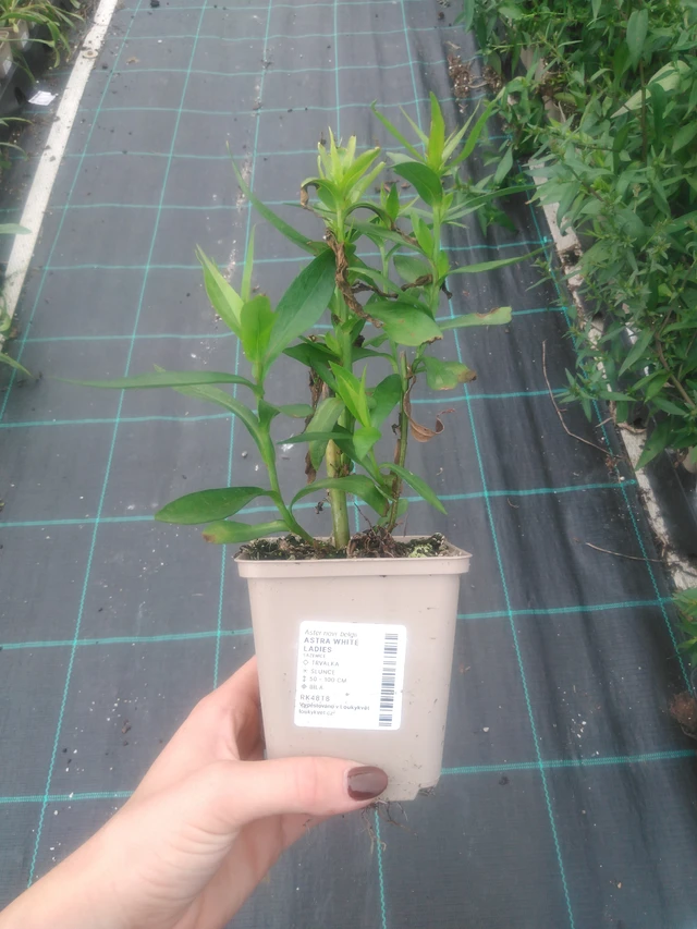 Astra White Ladies - 2024