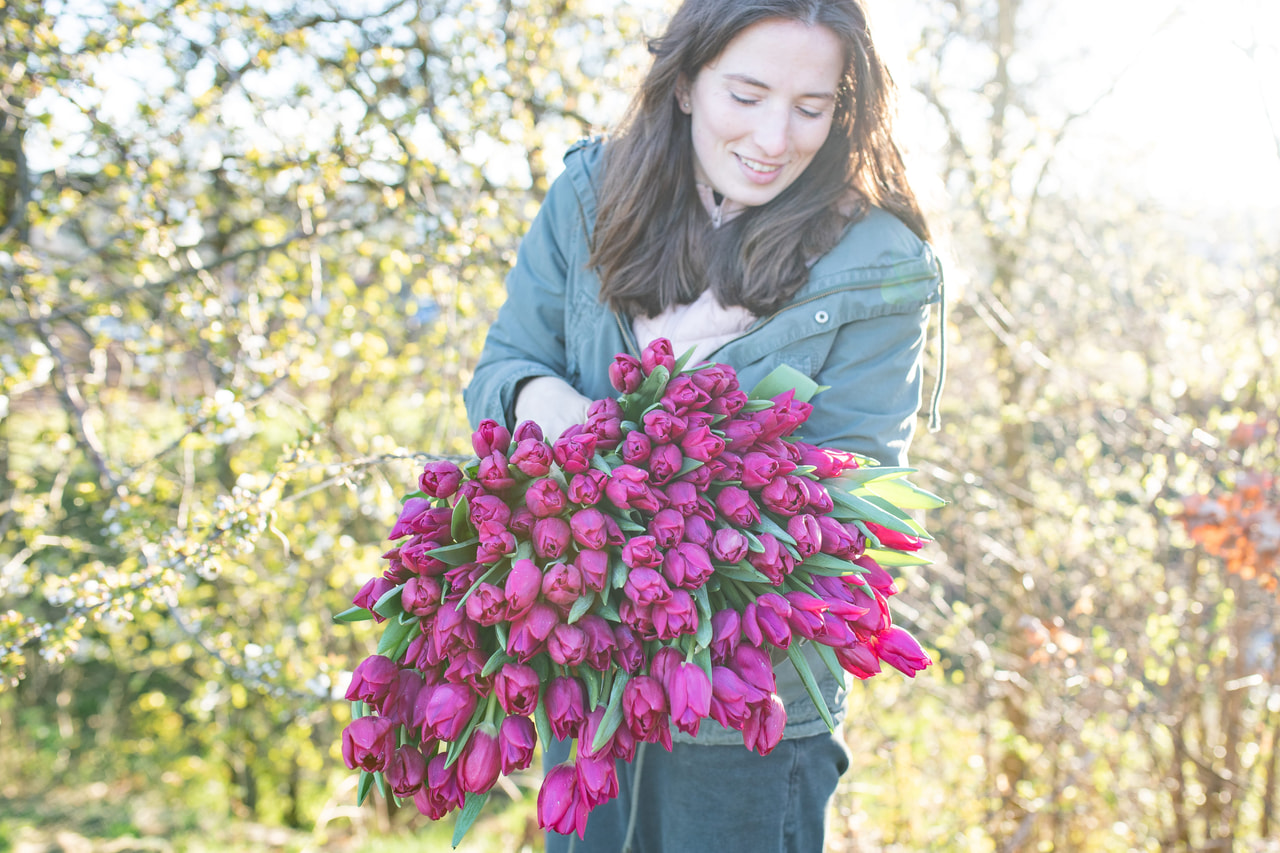 Tulipán Pink Ardour, Loukykvět