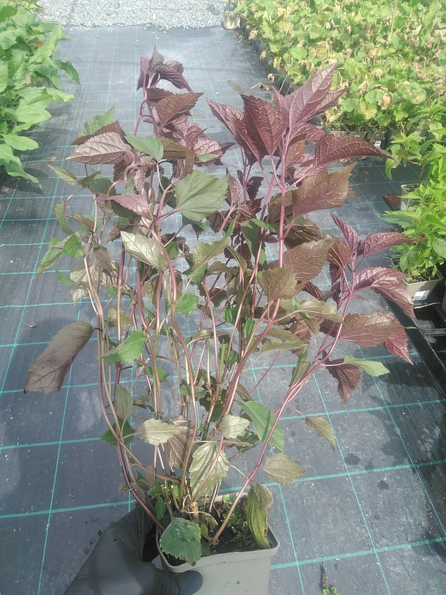 Punapähkämö Chocolate - 10. 9. 2025