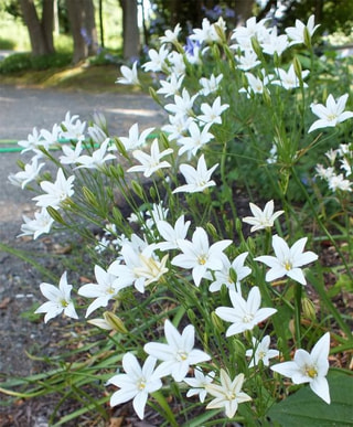 Triteleja Silver Queen, Loukykvět