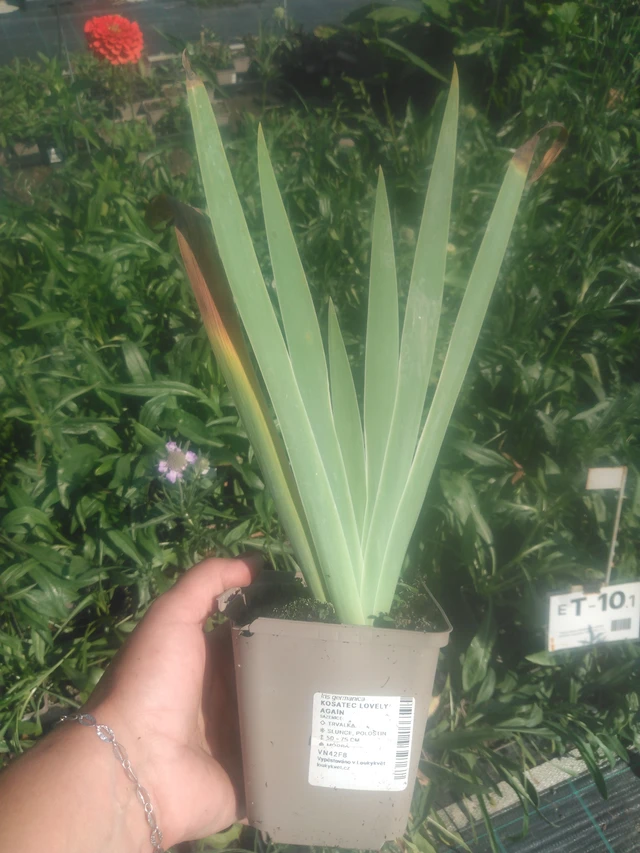 Kosatec Lovely Again - 2024