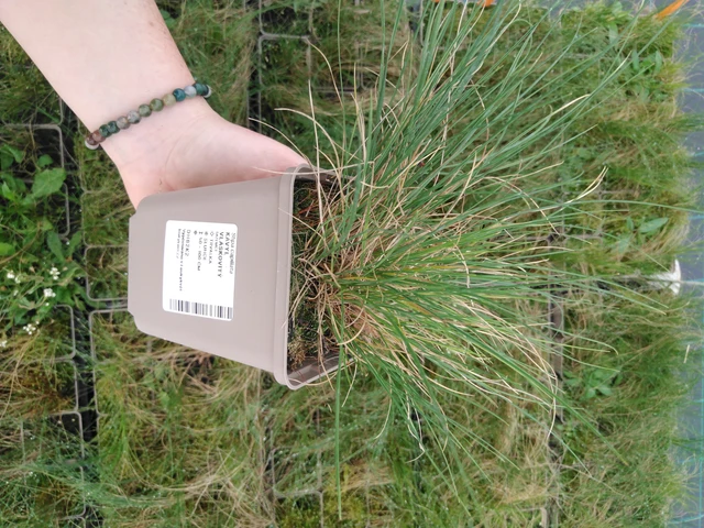 Töyhtövilja vláskovitý - 2024