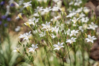 Triteleja Silver Queen, Loukykvět