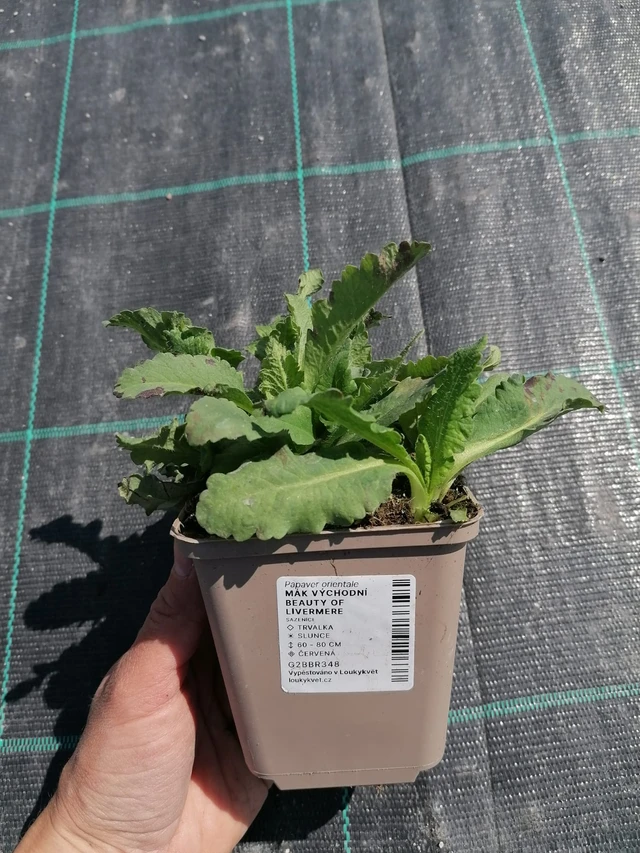 Idänunikko Beauty of Livermere - 2024