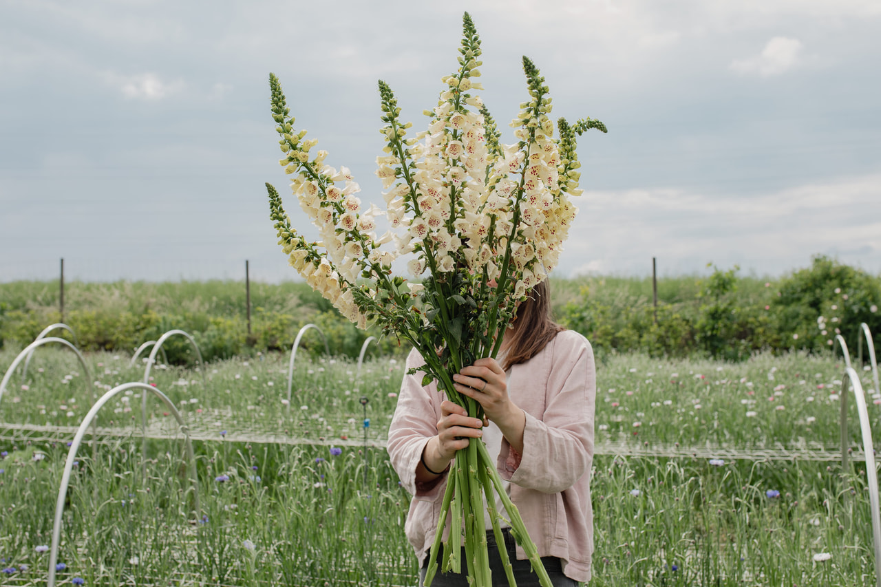 Náprstník Camelot Cream, Loukykvět