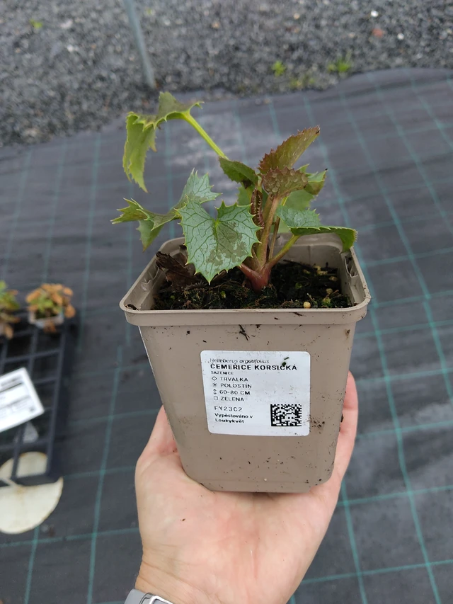 Hellebore korsická - 10. 9. 2025