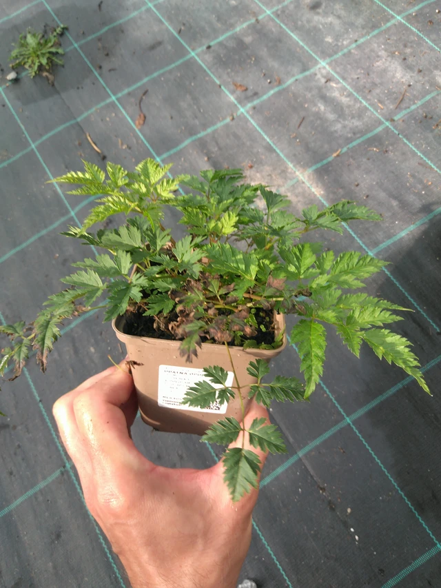 Udatna Opulenz - 25. 7. 2025