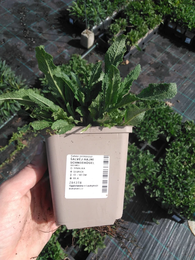 Šalvěj hajní Schneehügel - 2024