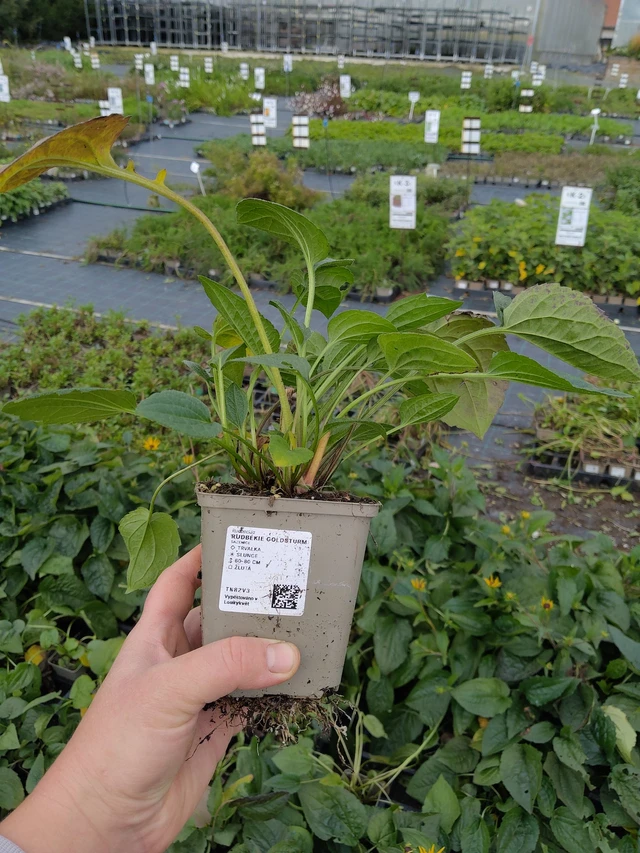 Rudbeckia Goldsturm - 9. 10. 2025