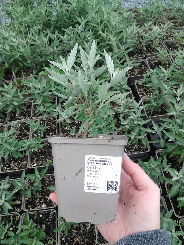 Perovskia Sterling Silver - 9. 6. 2025