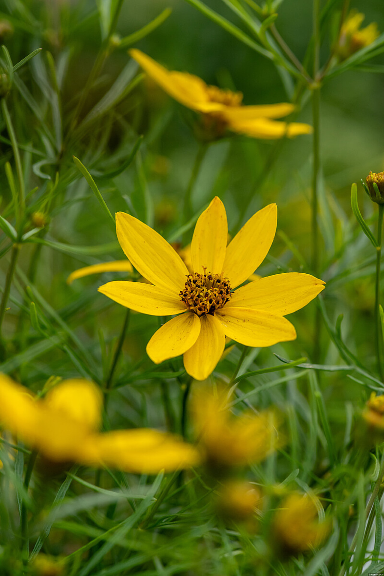 Krásnoočko Zagreb, Loukykvět