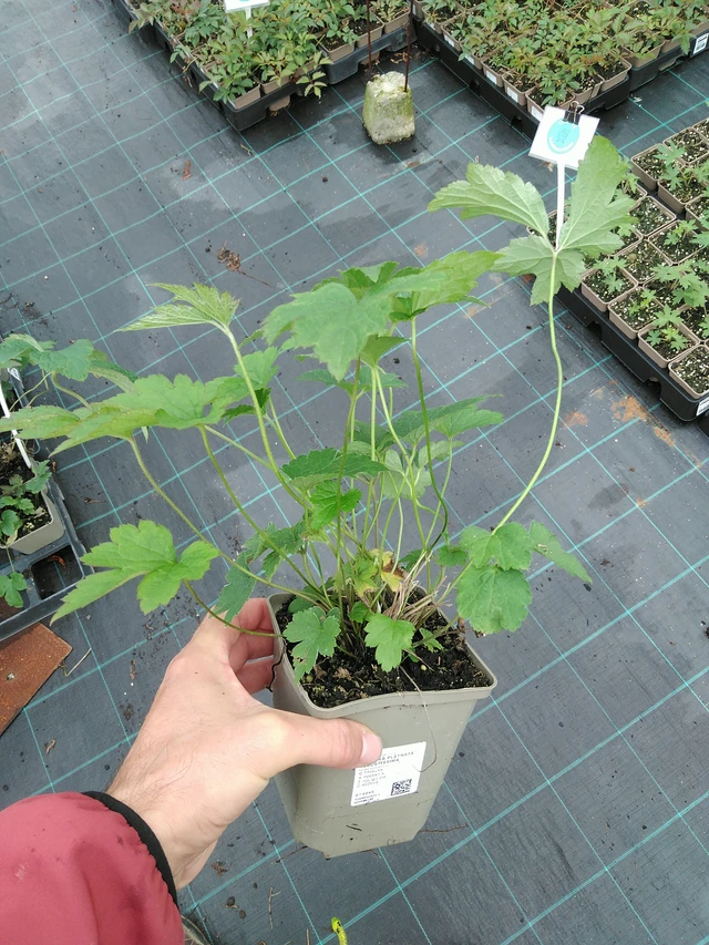 Sasanka plstnatá Robustissima - 28. 7. 2025