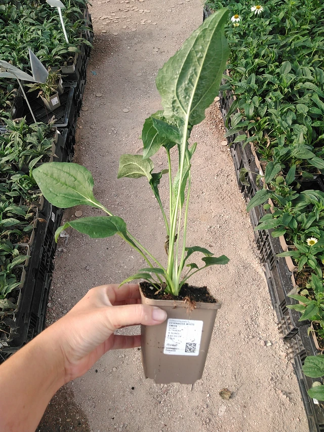 Echinacea White Swan - 19. 8. 2025