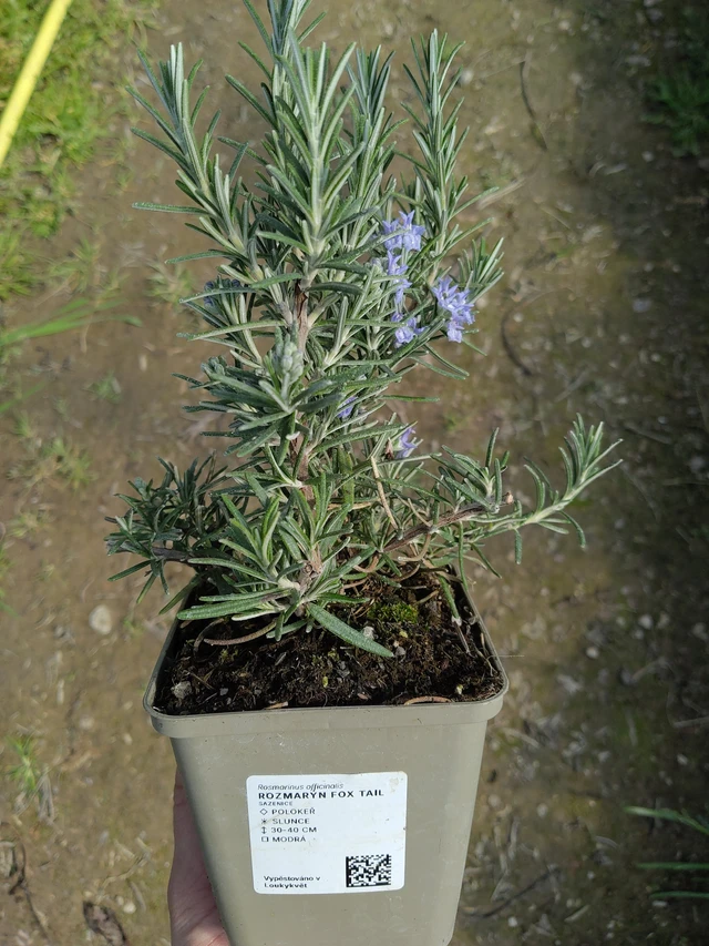 Rozmarýn Fox tail - 27. 3. 2026