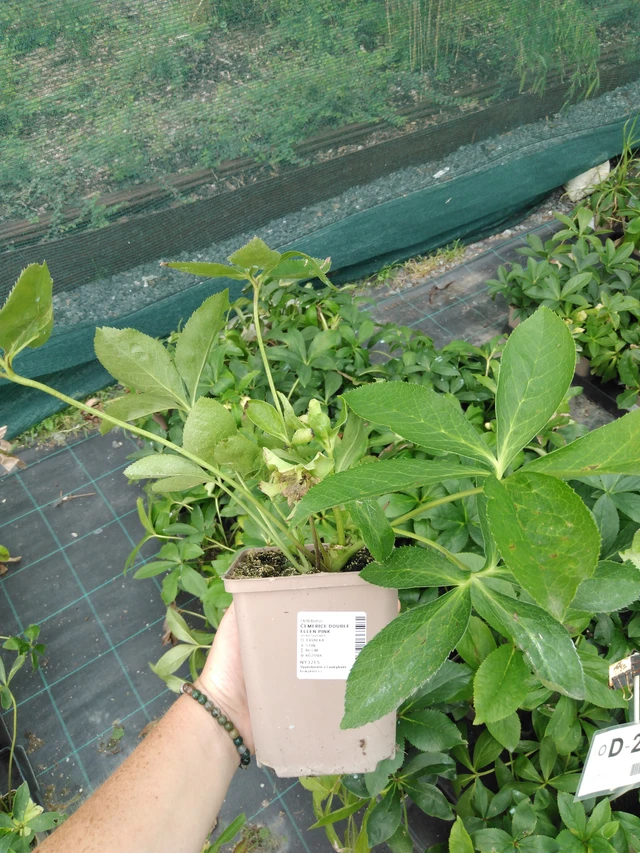 Hellebore Double Ellen Pink - 2024