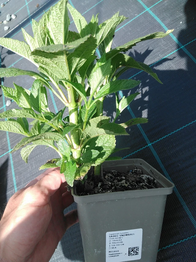 Punalehtivihma Snowball - 24. 6. 2025