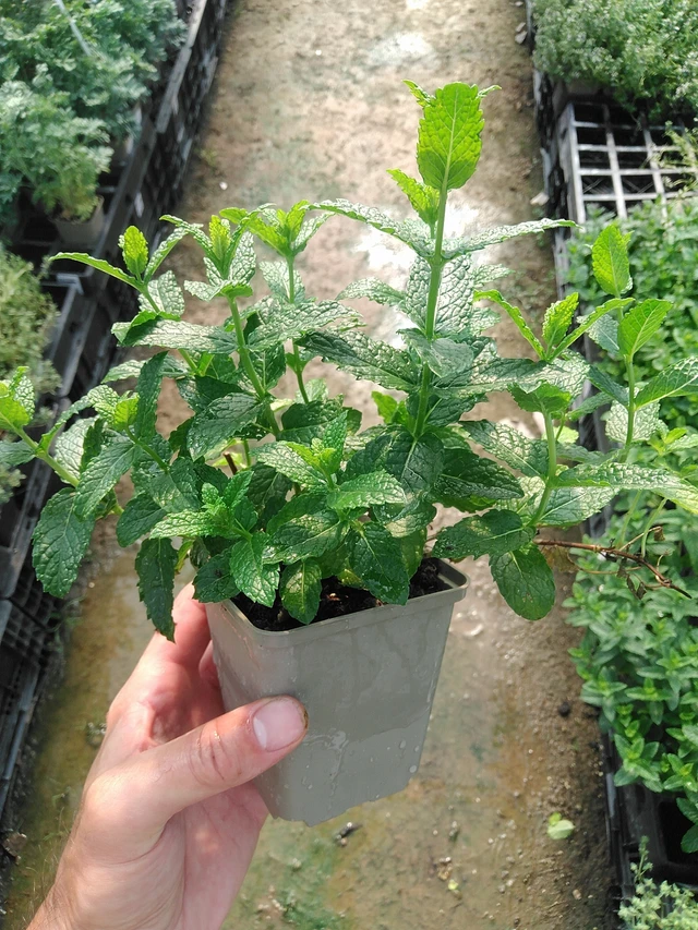 Marocká máta - 1. 7. 2025