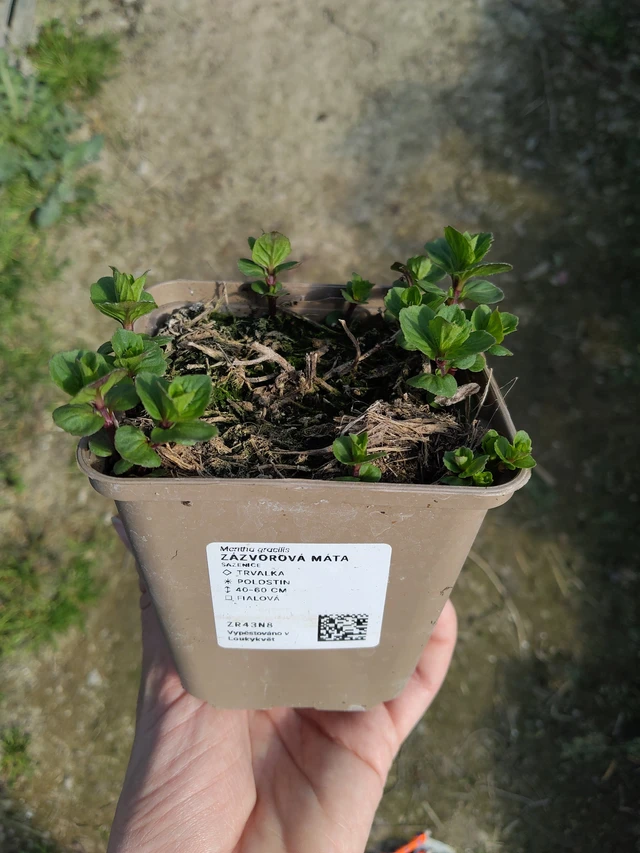 Gyömbérmenta - 27. 3. 2026